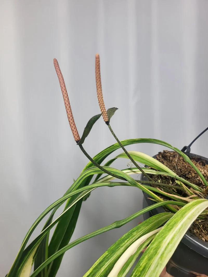 Anthurium Vittarifolium Variegata groß