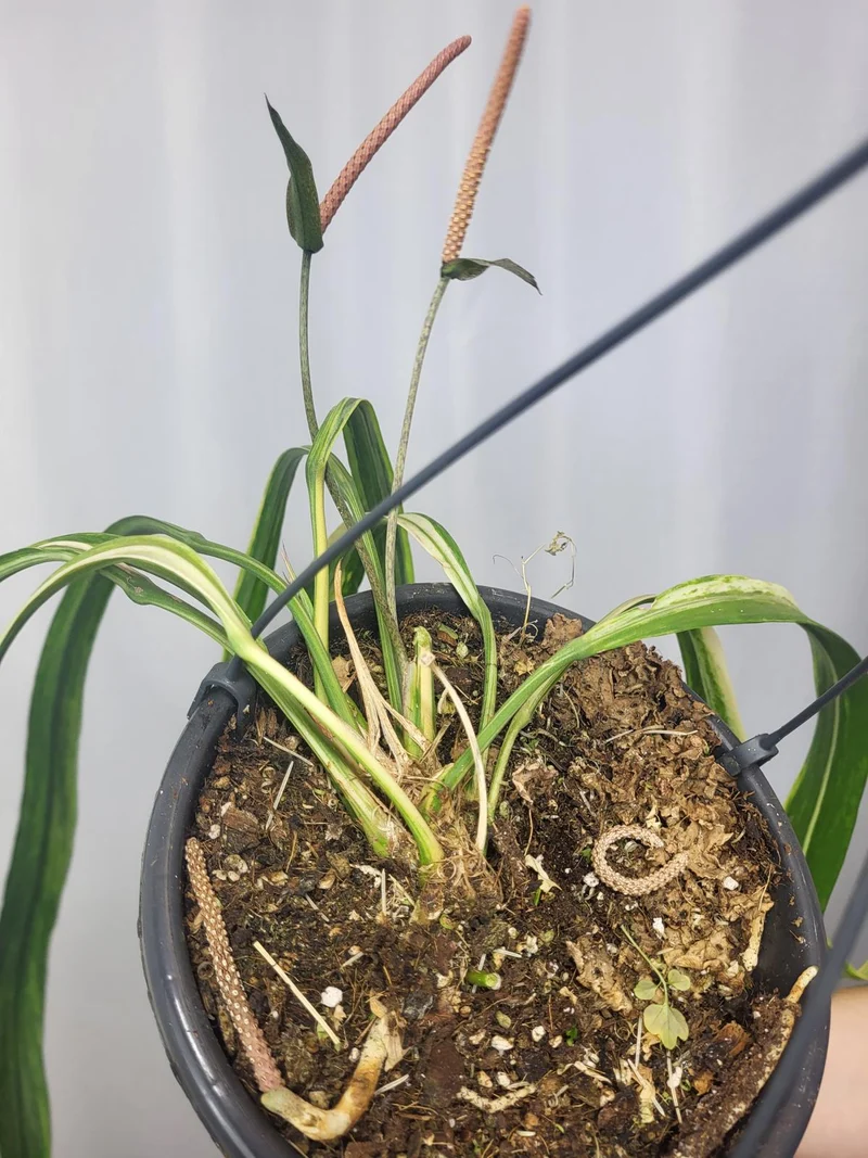 Anthurium Vittarifolium Variegata groß