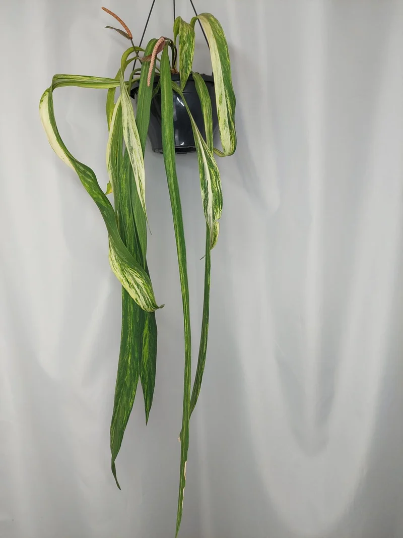 Anthurium Vittarifolium Variegata groß
