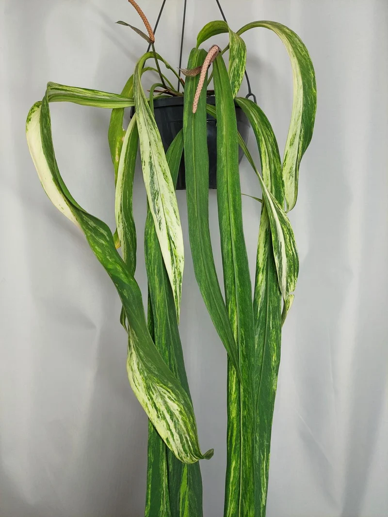 Anthurium Vittarifolium Variegata groß