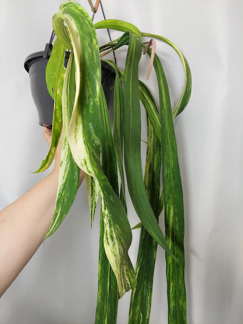 Anthurium Vittarifolium Variegata groß