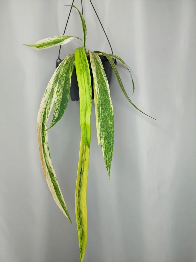 Anthurium Vittarifolium Variegata groß