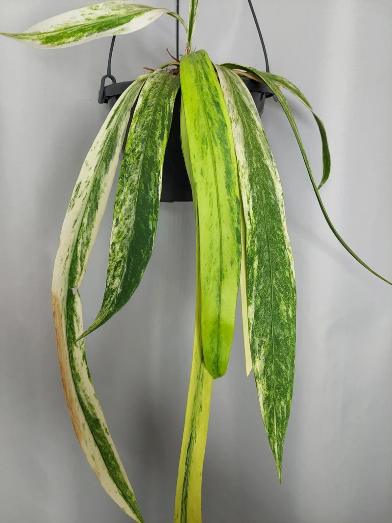 Anthurium Vittarifolium Variegata groß