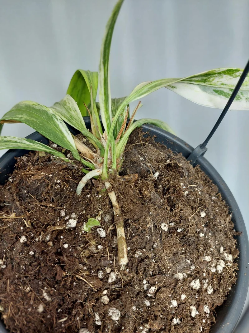 Anthurium Vittarifolium Variegata groß