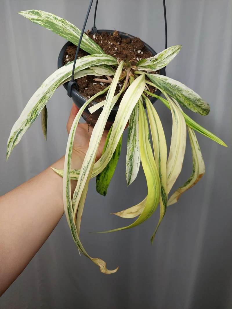 Anthurium Vittarifolium Variegata groß
