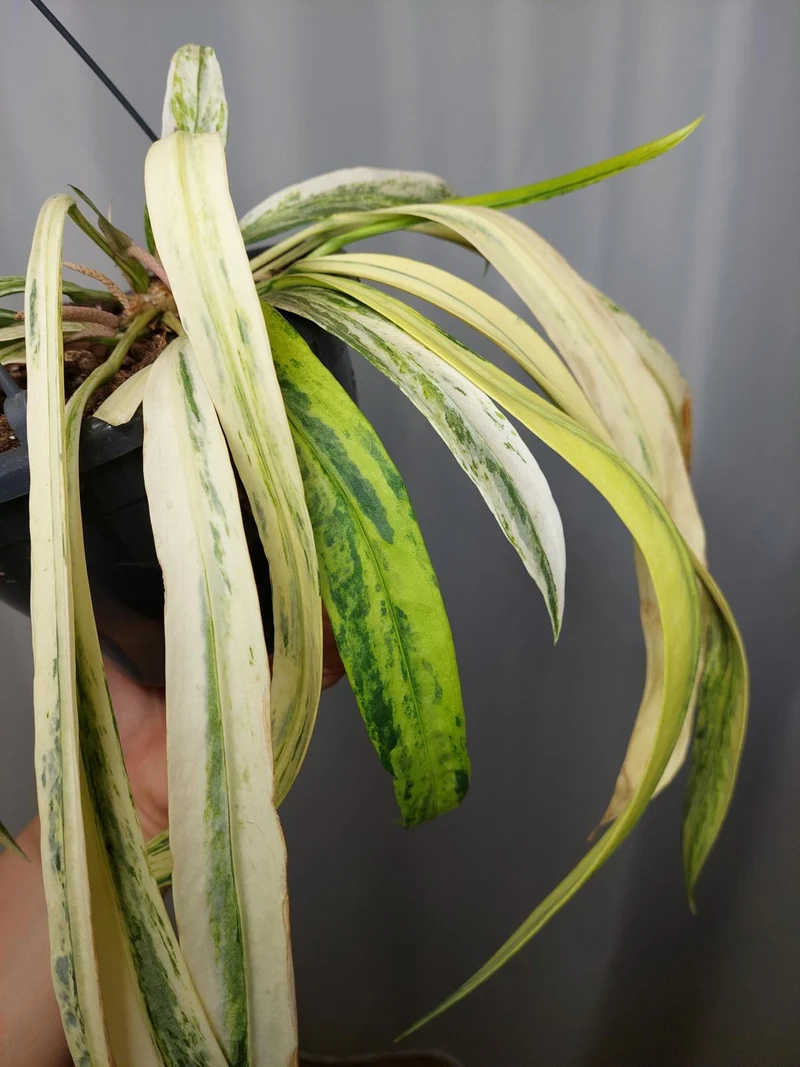 Anthurium Vittarifolium Variegata groß