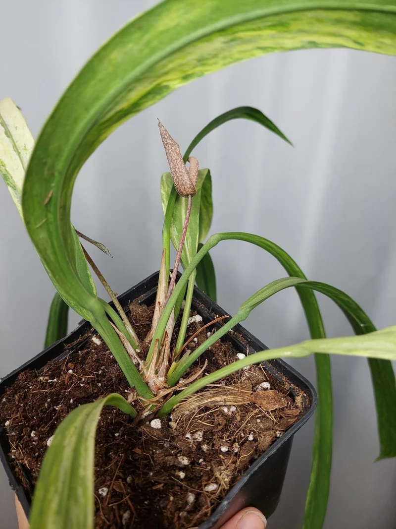 Anthurium Vittarifolium Variegata groß