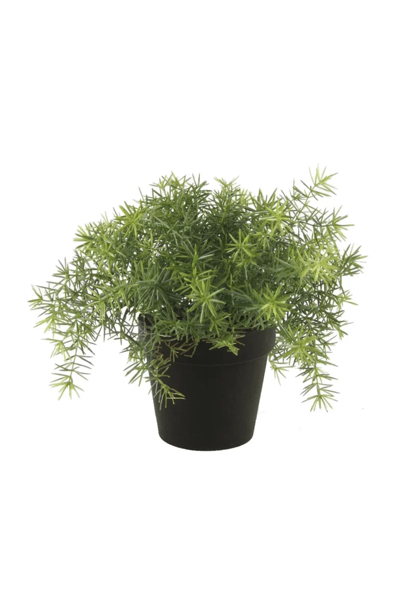 Spargel Kunstpflanze 25cm
