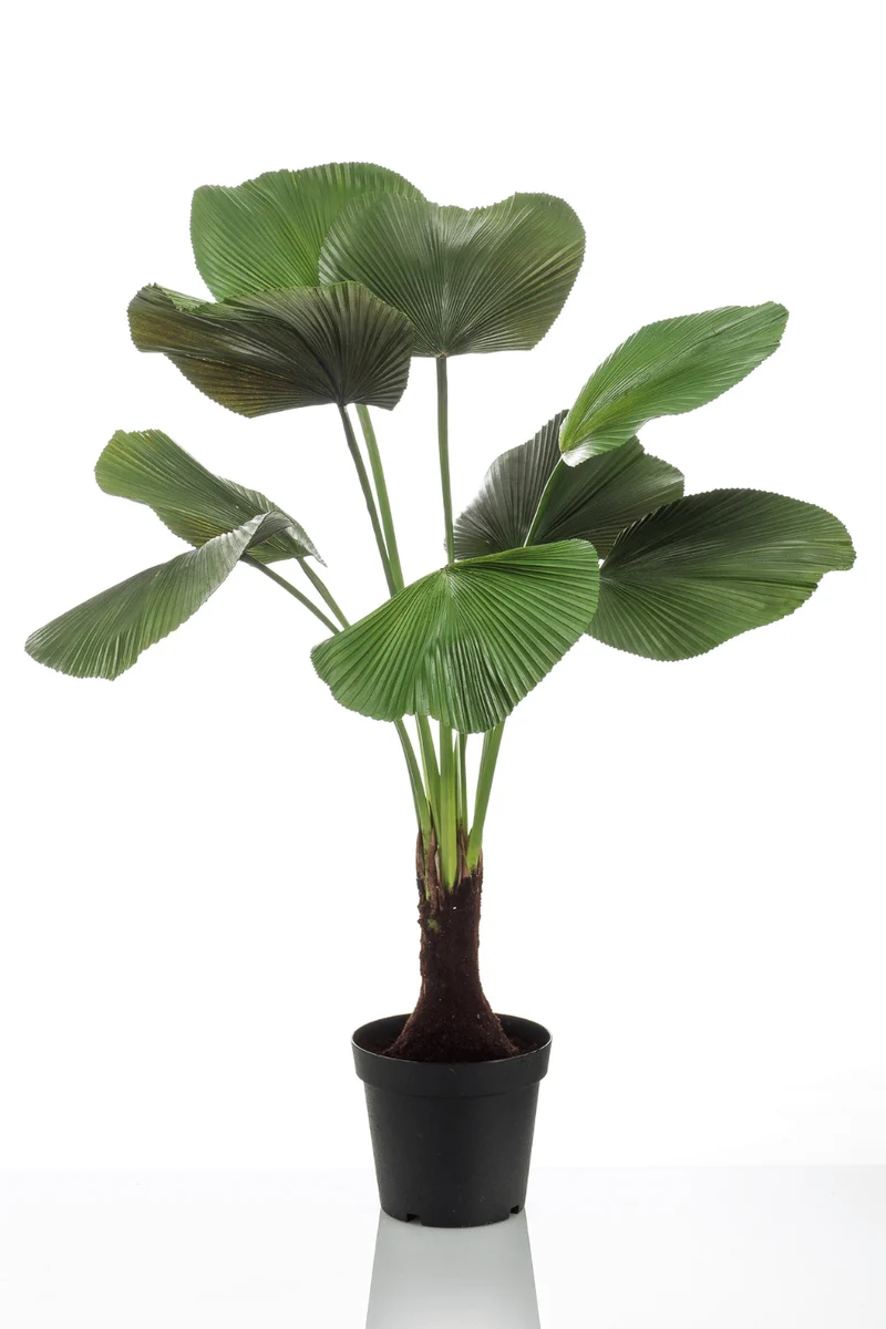 Palme Licuala Kunstpflanze 130cm
