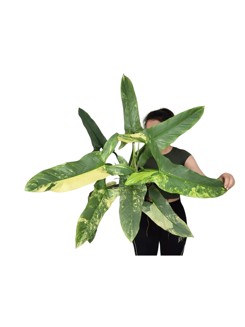 Philodendron Silver Sword Variegata