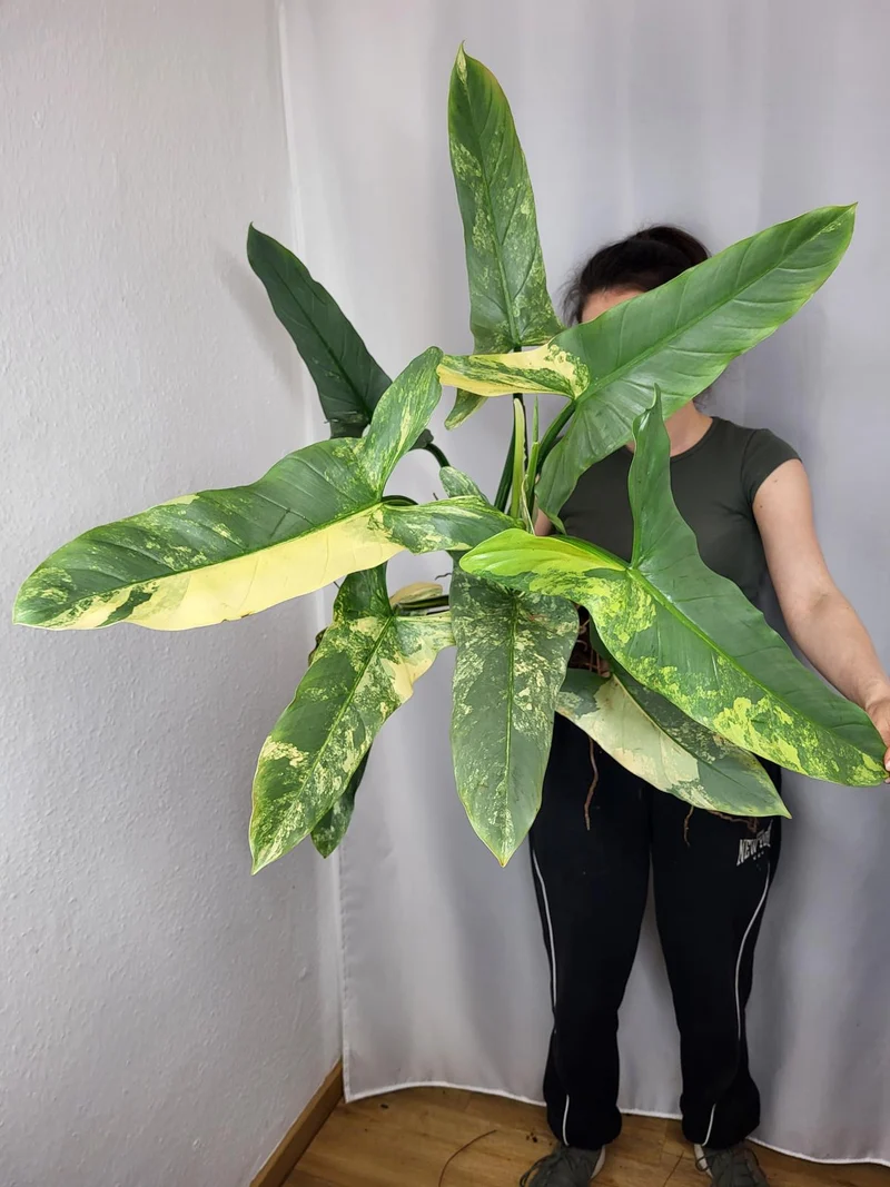 Philodendron Silver Sword Variegata