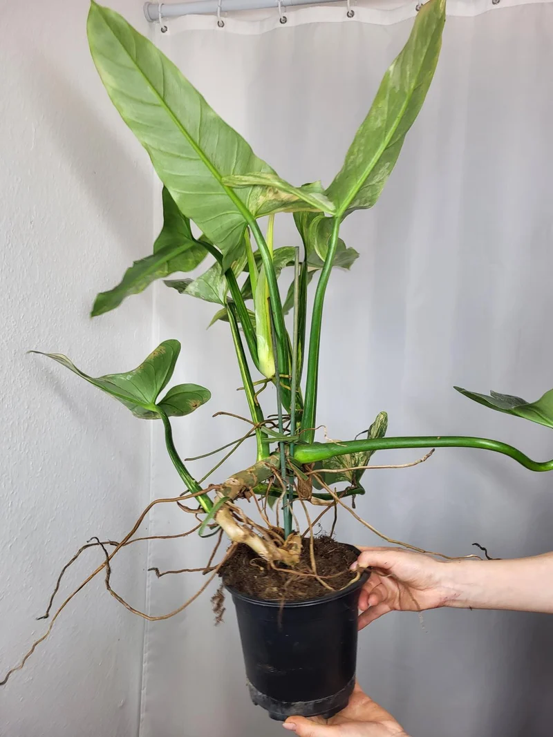 Philodendron Silver Sword Variegata