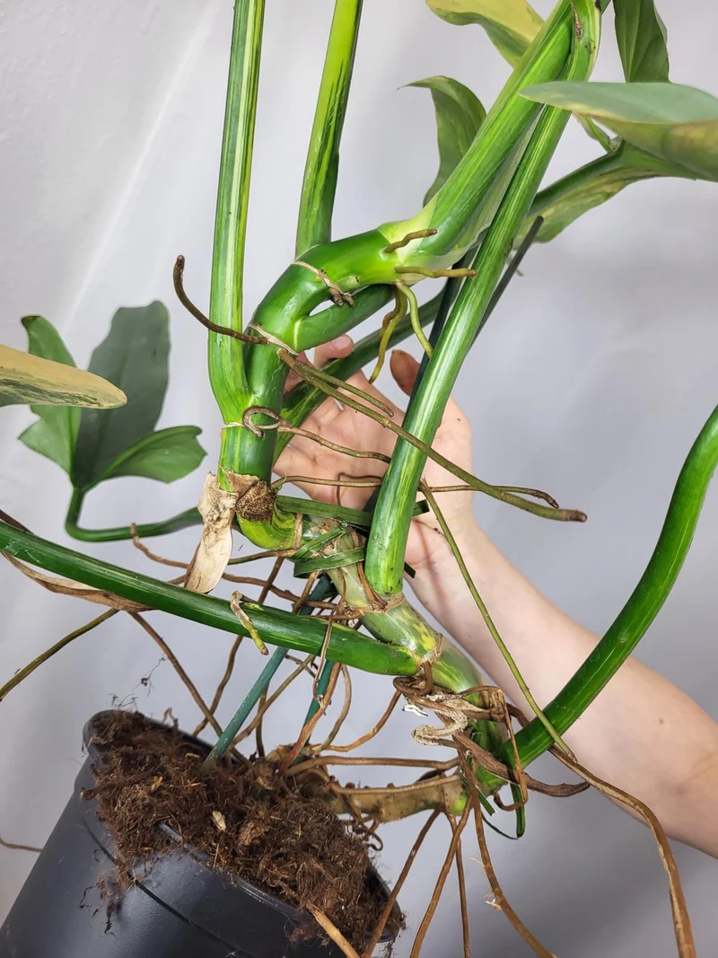 Philodendron Silver Sword Variegata