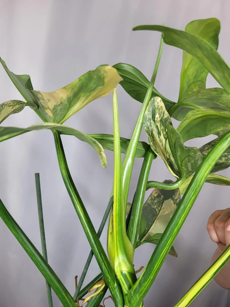 Philodendron Silver Sword Variegata