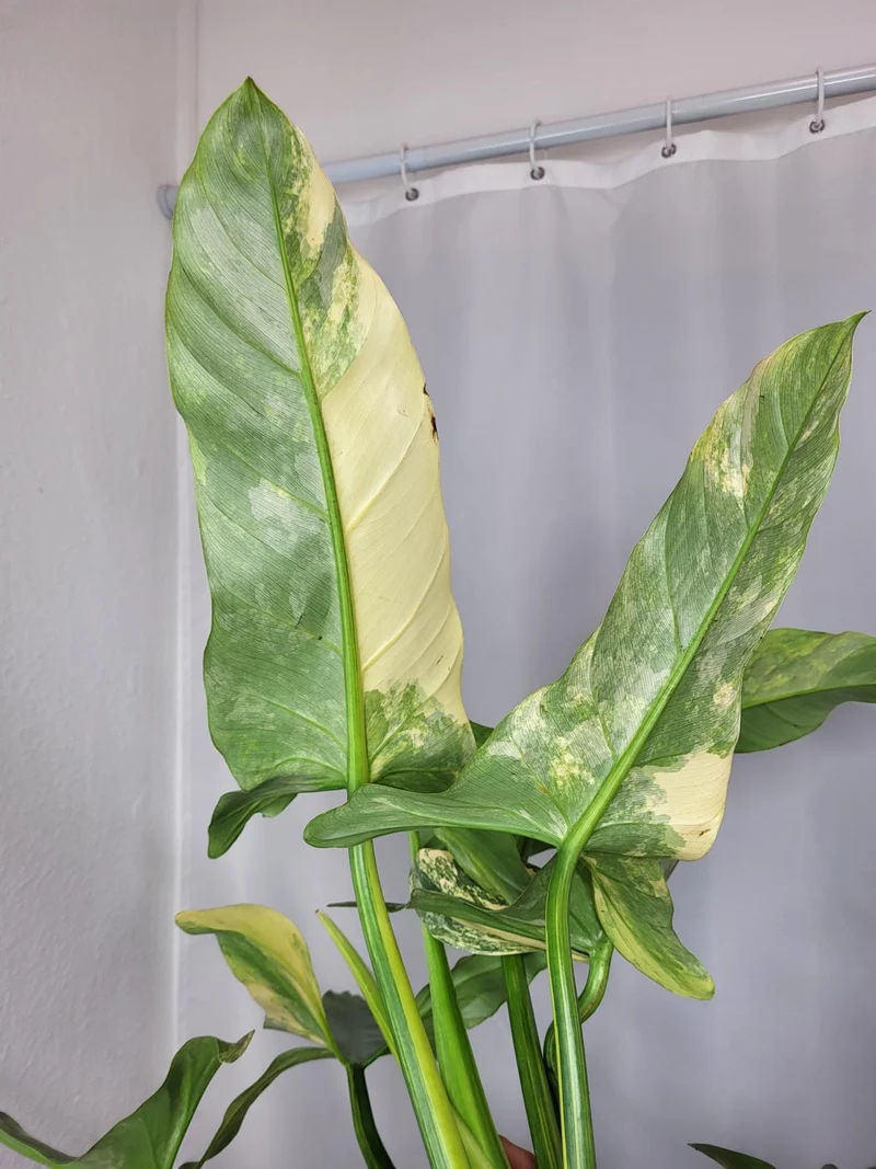 Philodendron Silver Sword Variegata