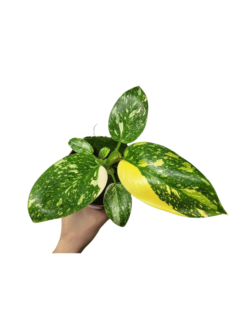 Philodendron Green Congo Variegata
