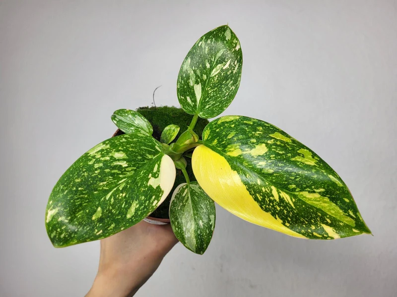 Philodendron Green Congo Variegata