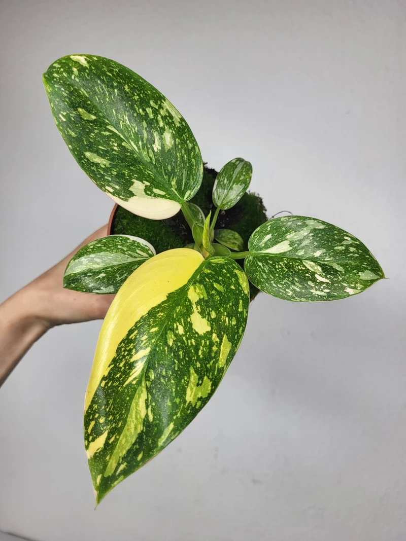 Philodendron Green Congo Variegata