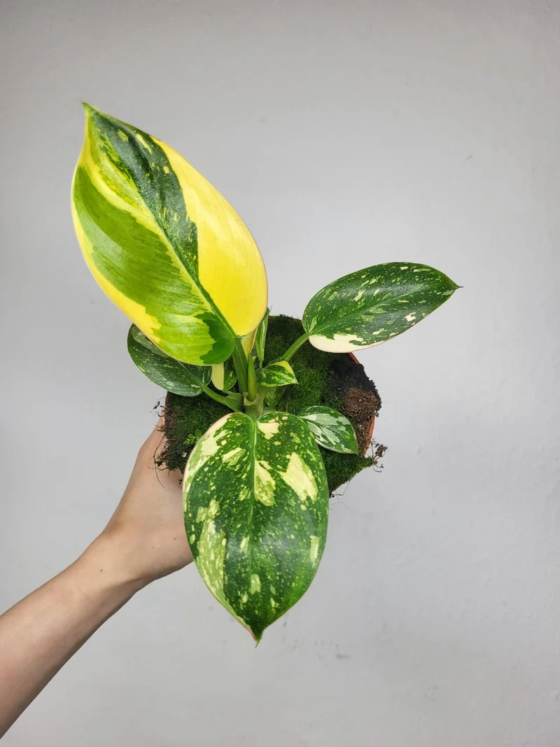 Philodendron Green Congo Variegata