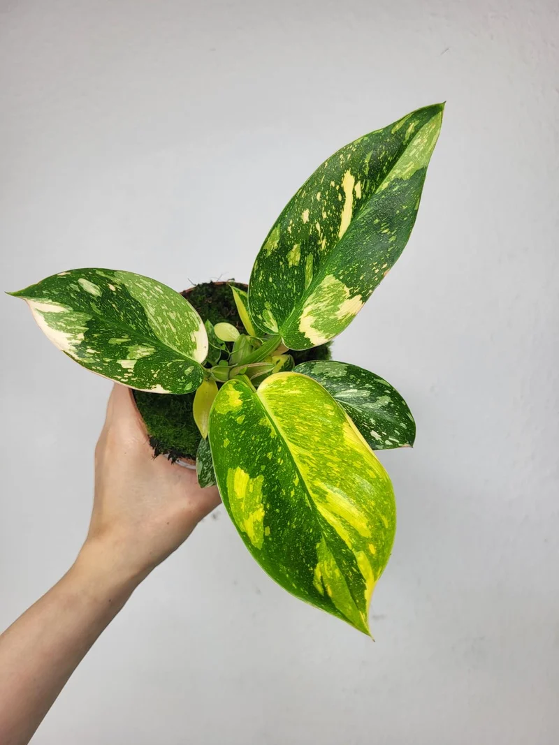 Philodendron Green Congo Variegata