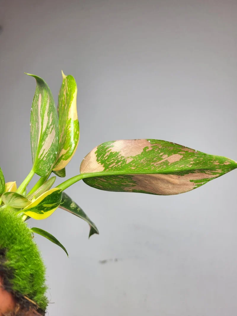 Philodendron Green Congo Variegata