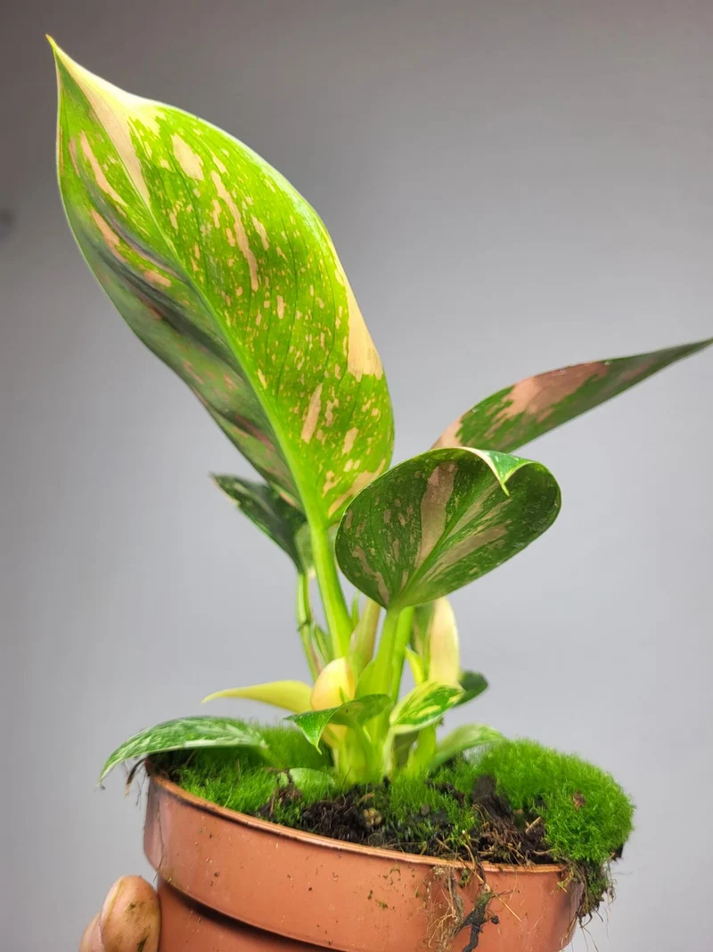 Philodendron Green Congo Variegata
