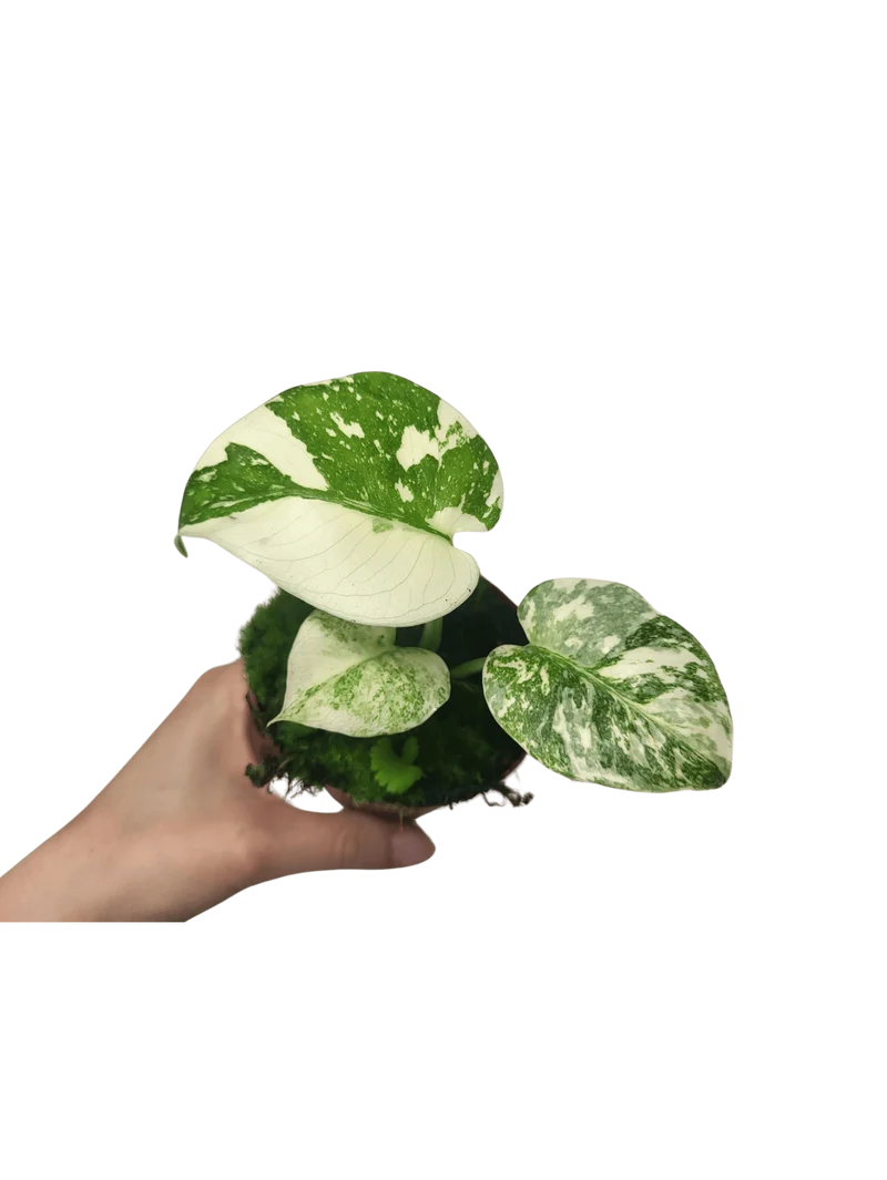Monstera Thai Crème Brûlée