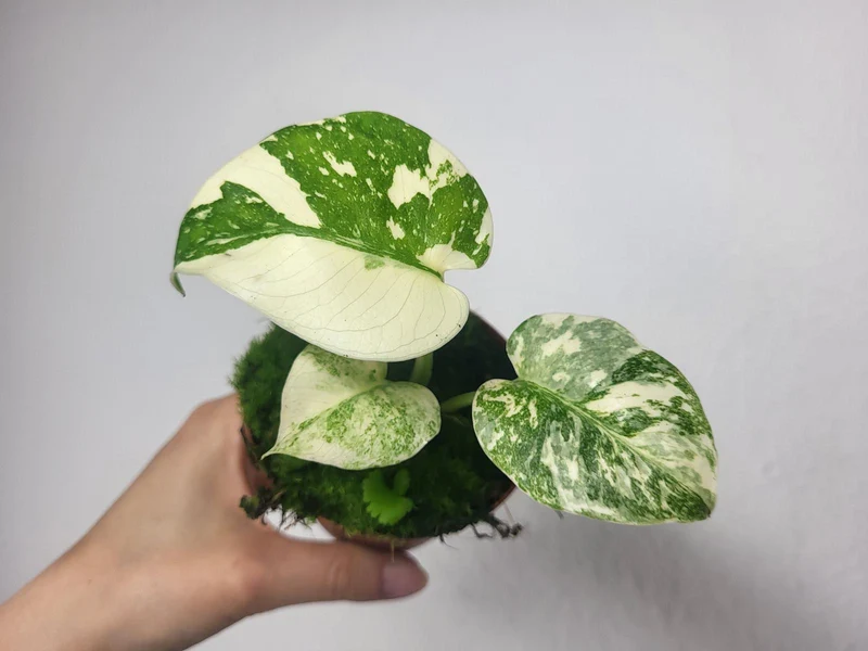 Monstera Thai Crème Brûlée