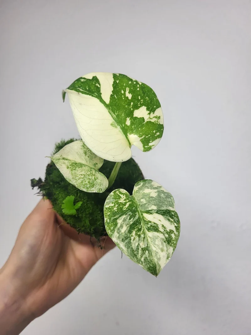 Monstera Thai Crème Brûlée