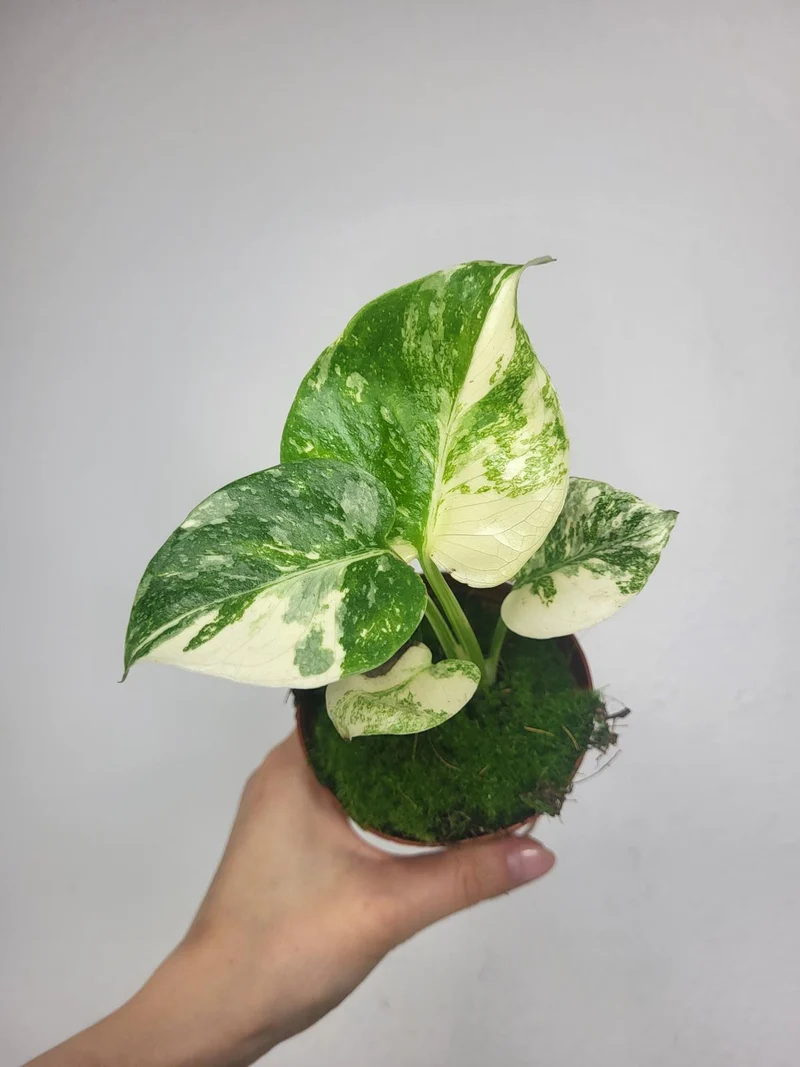 Monstera Thai Crème Brûlée