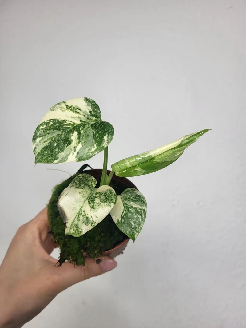 Monstera Thai Crème Brûlée