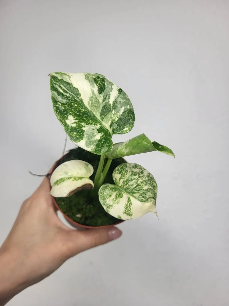 Monstera Thai Crème Brûlée