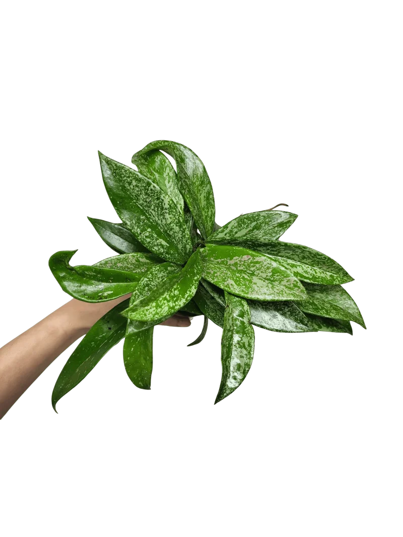 Hoya Silver Spot