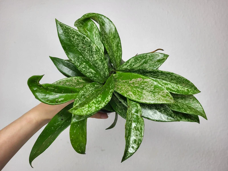 Hoya Silver Spot