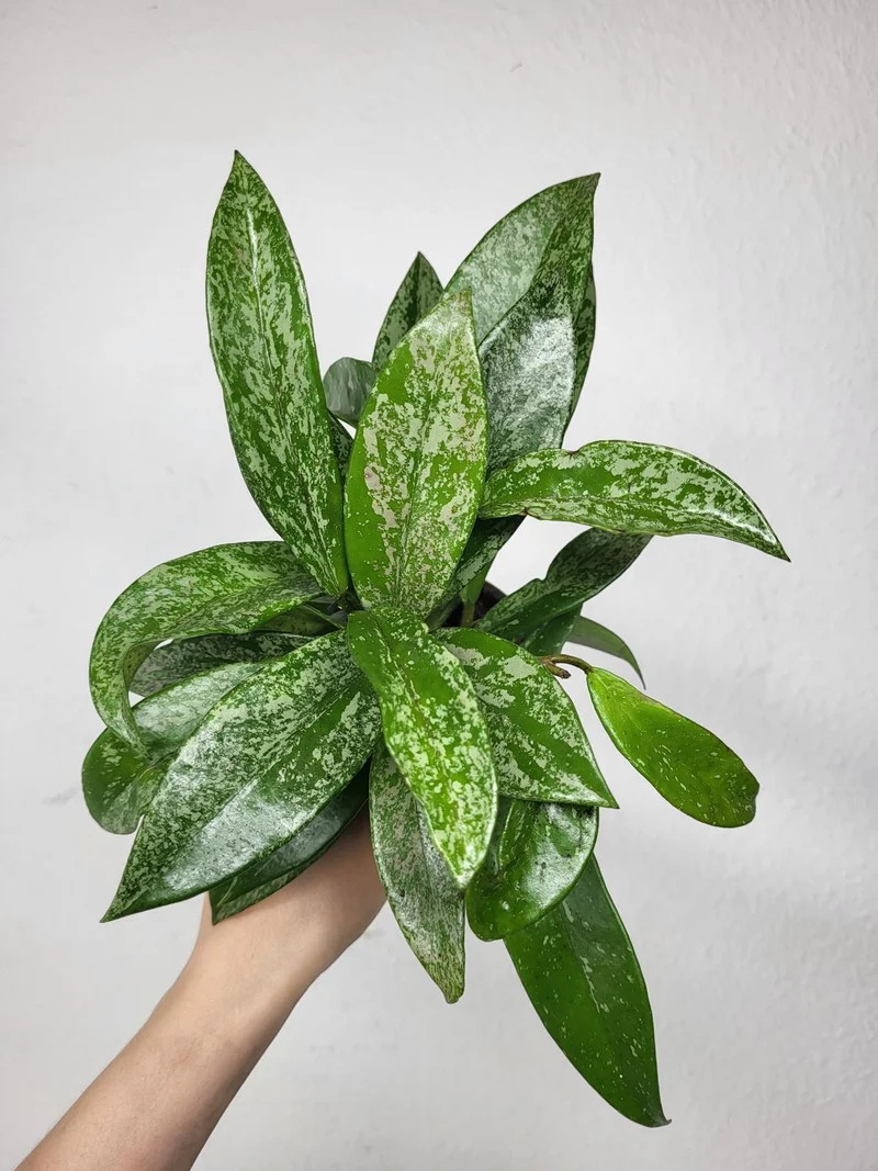 Hoya Silver Spot