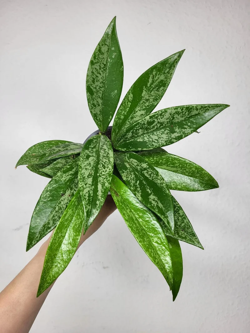 Hoya Silver Spot
