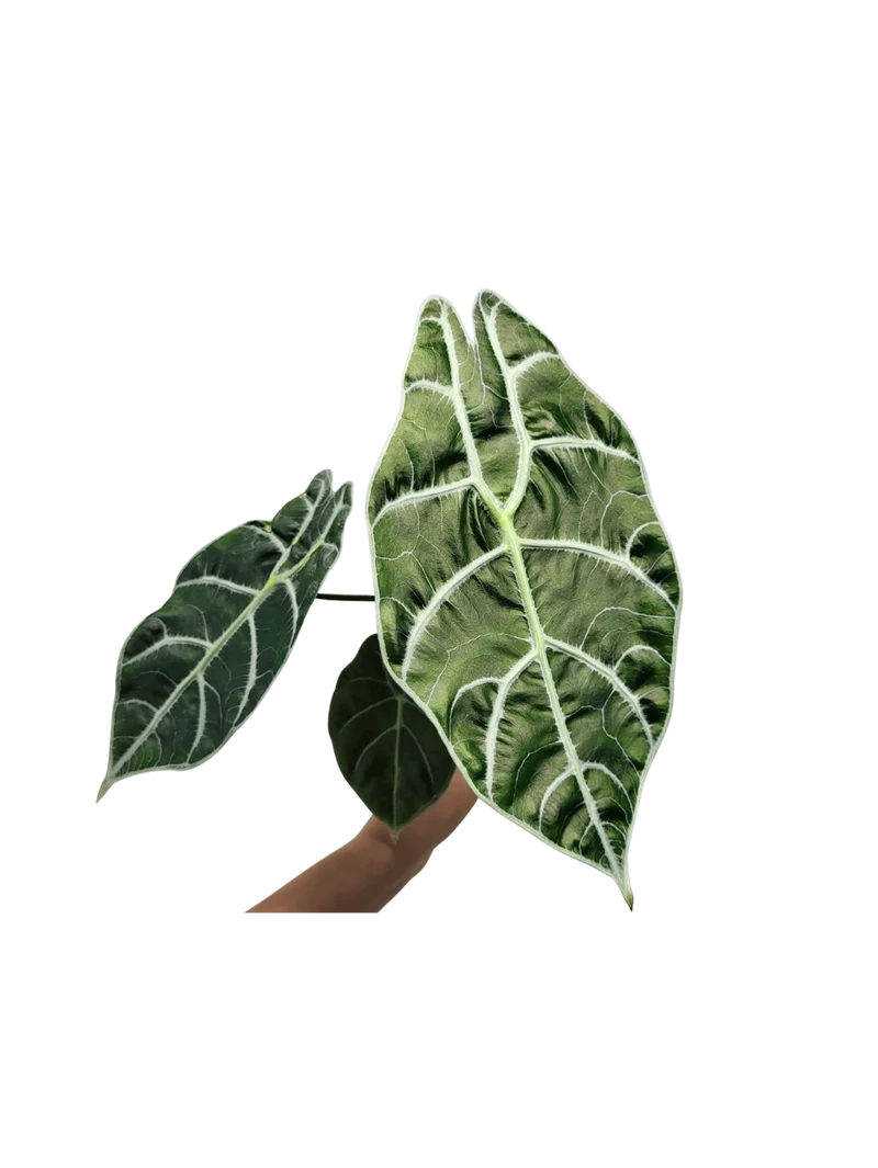 Alocasia Watsoniana Big Form