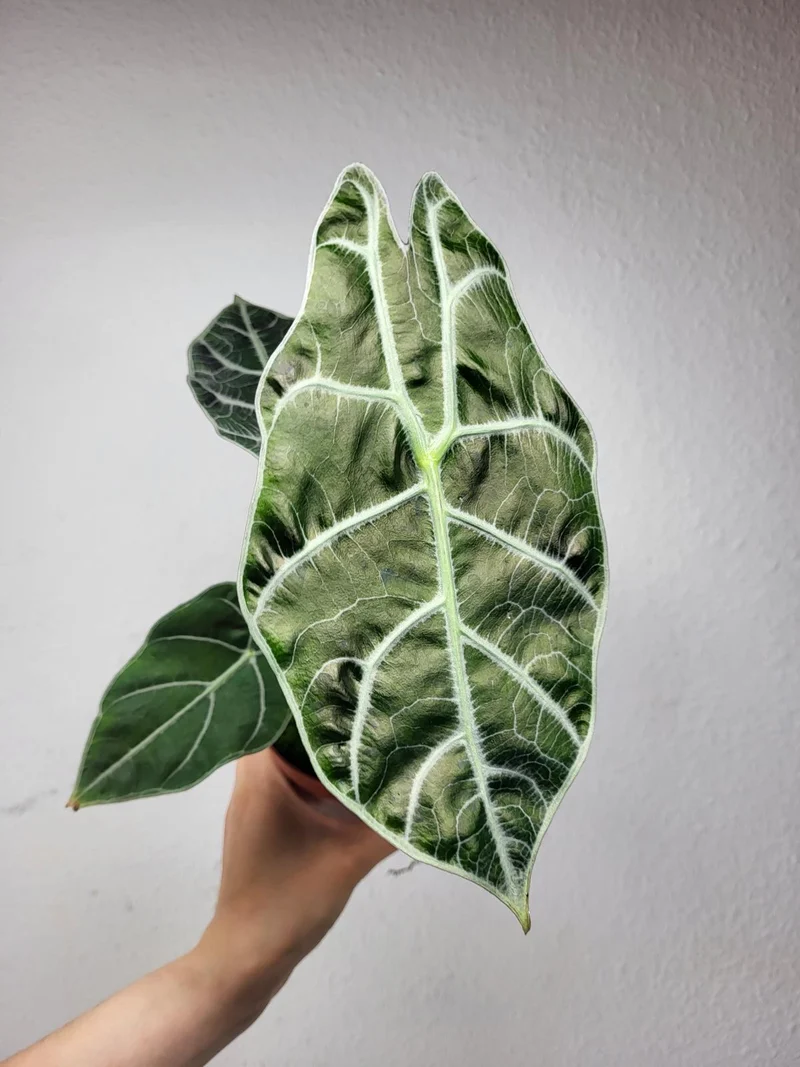 Alocasia Watsoniana Big Form