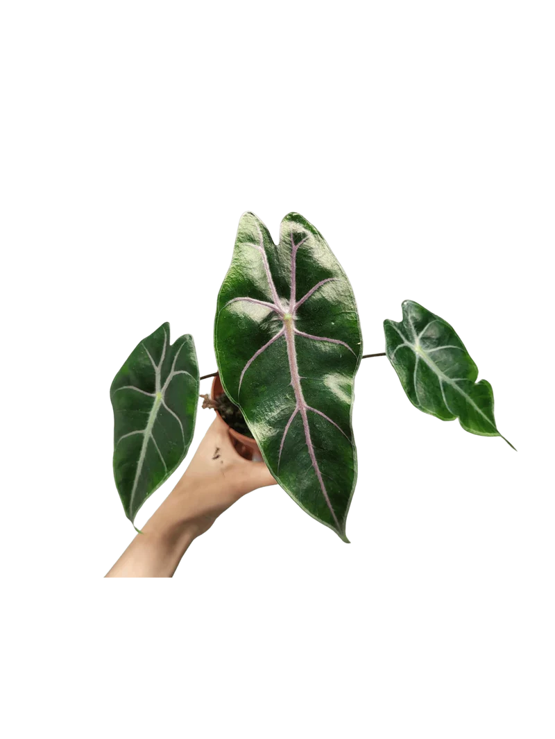Alocasia Suhirmaniana Purple Vein