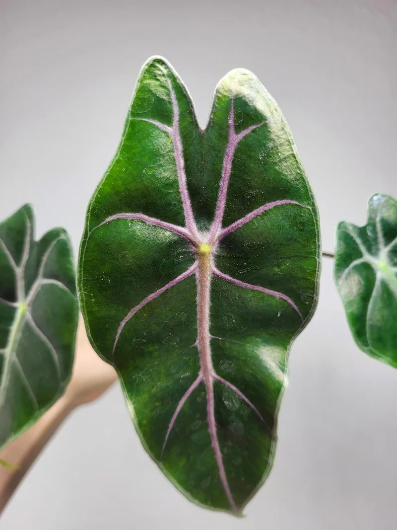 Alocasia Suhirmaniana Purple Vein