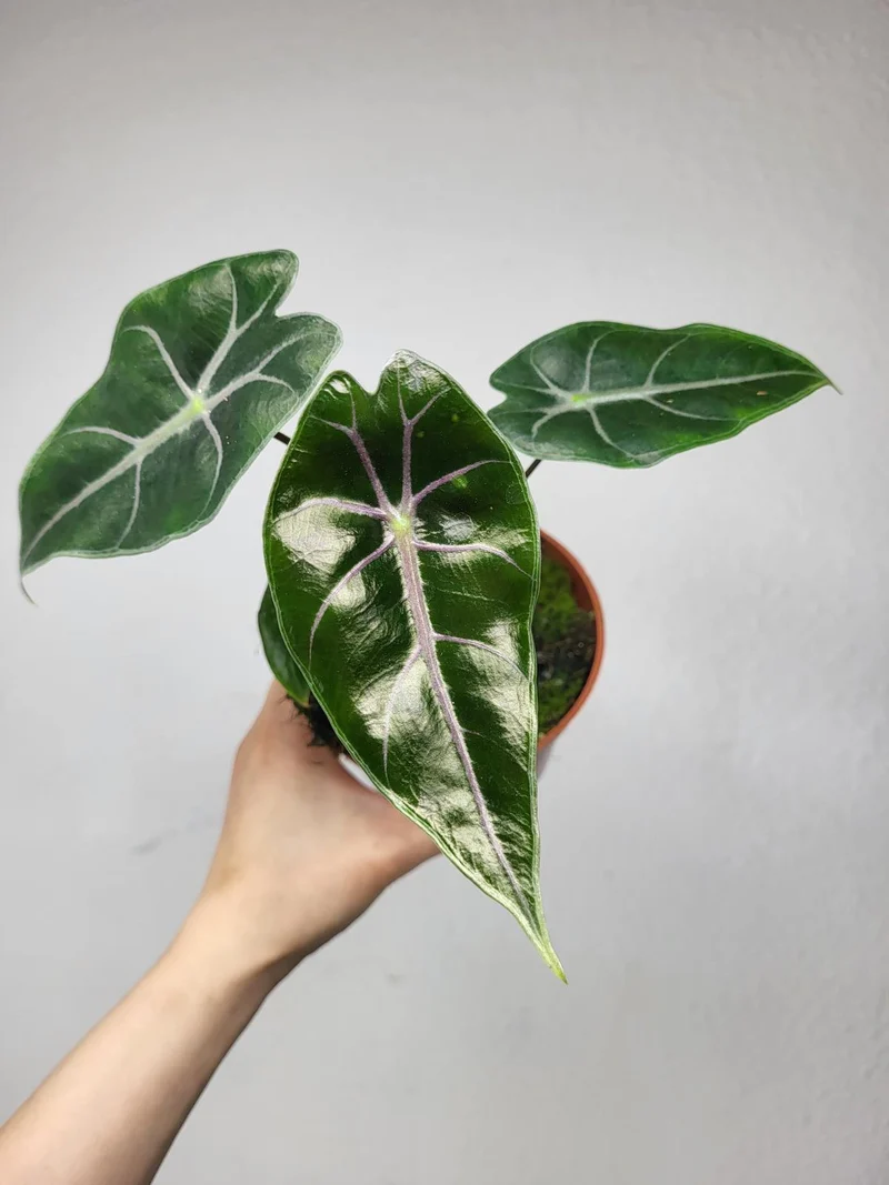 Alocasia Suhirmaniana Purple Vein