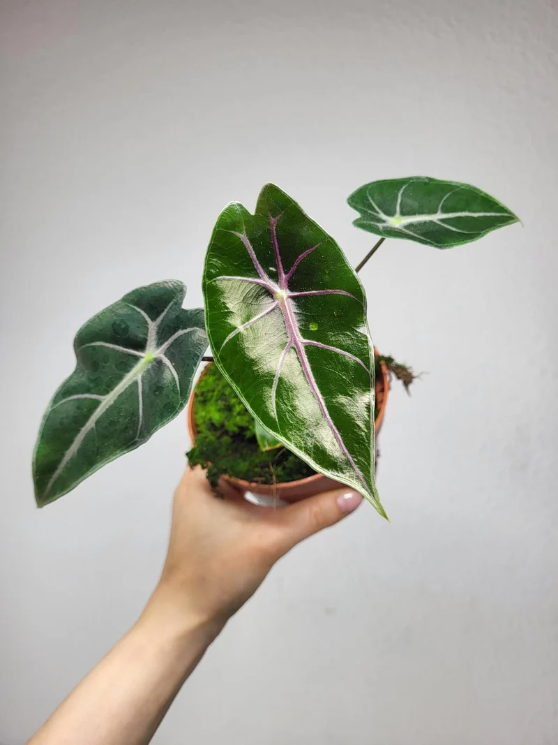 Alocasia Suhirmaniana Purple Vein