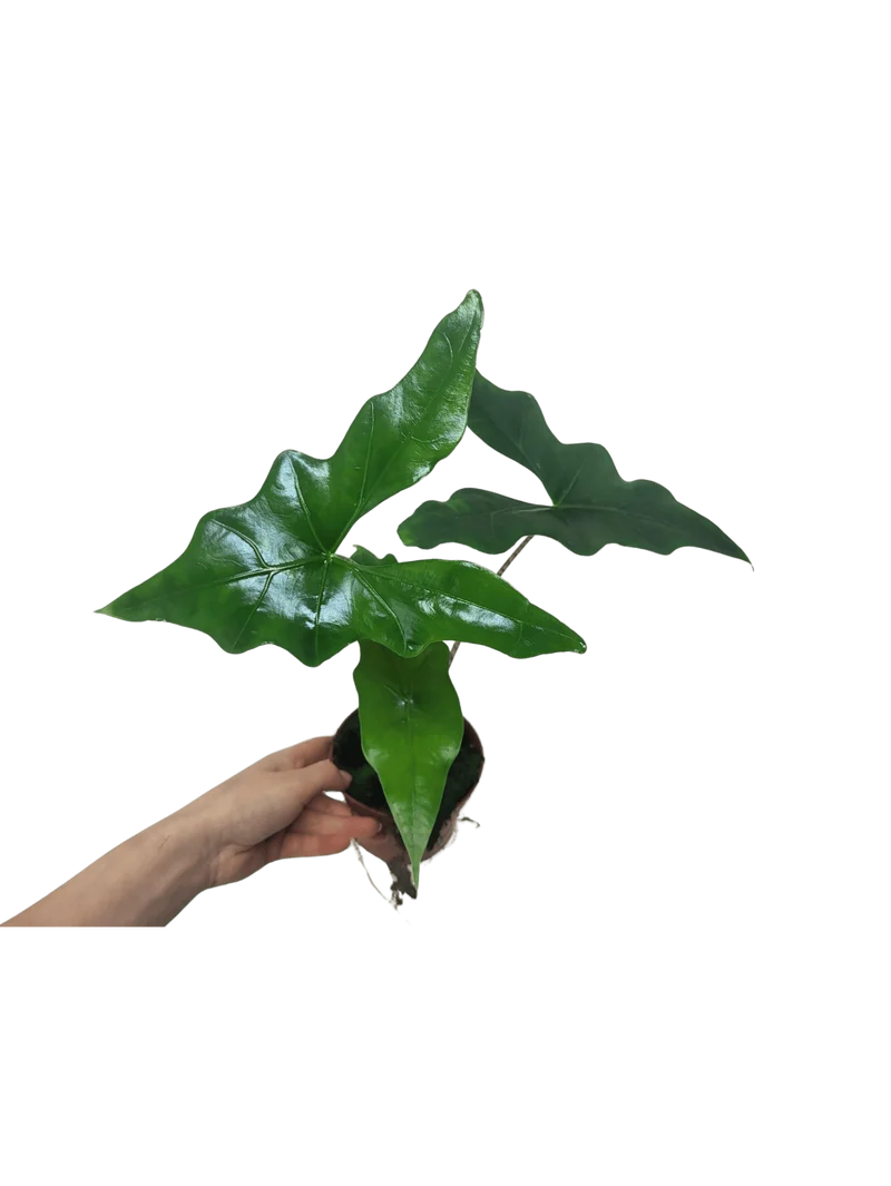 Alocasia Batwing
