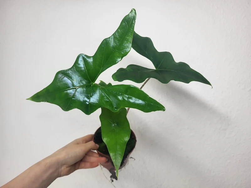 Alocasia Batwing