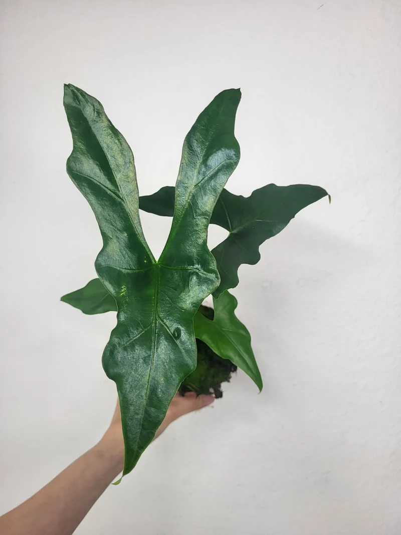 Alocasia Batwing