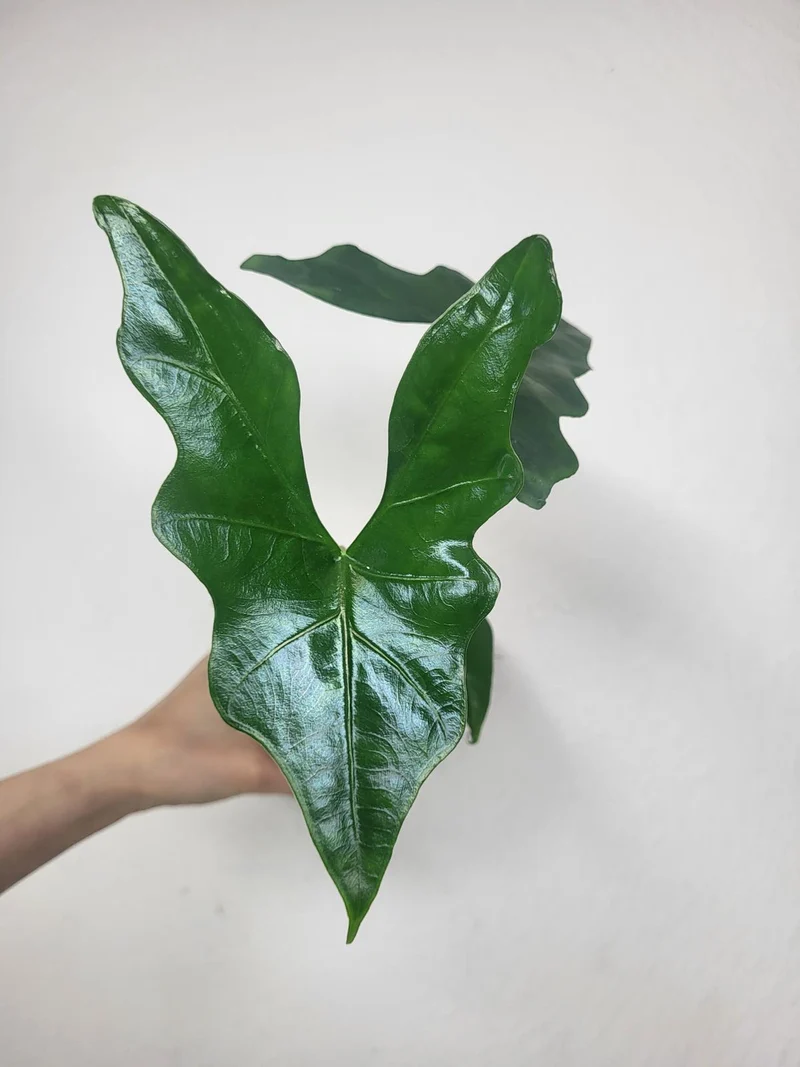 Alocasia Batwing