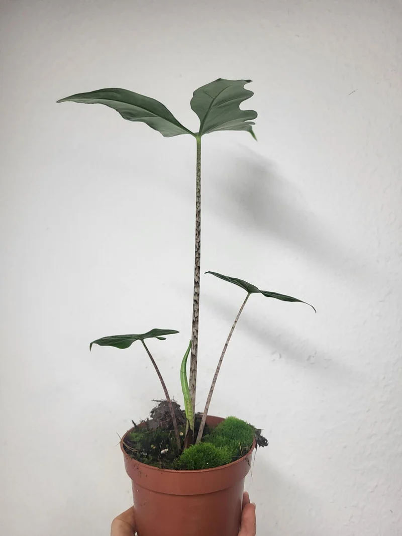 Alocasia Batwing