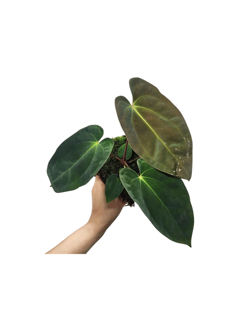 Anthurium Papillilaminum