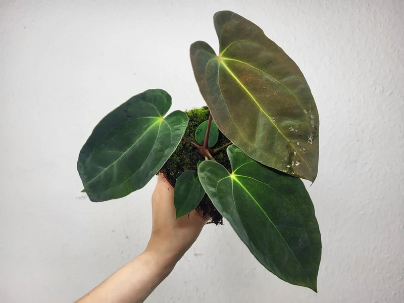 Anthurium Papillilaminum