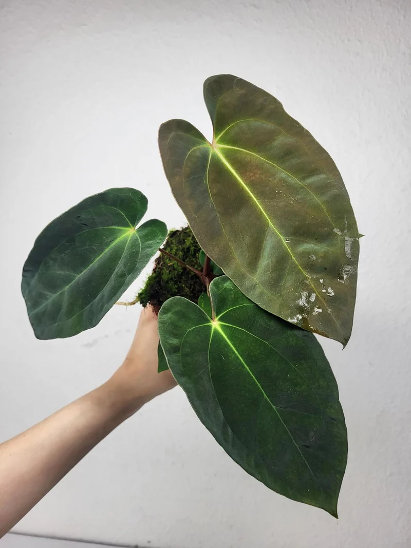 Anthurium Papillilaminum